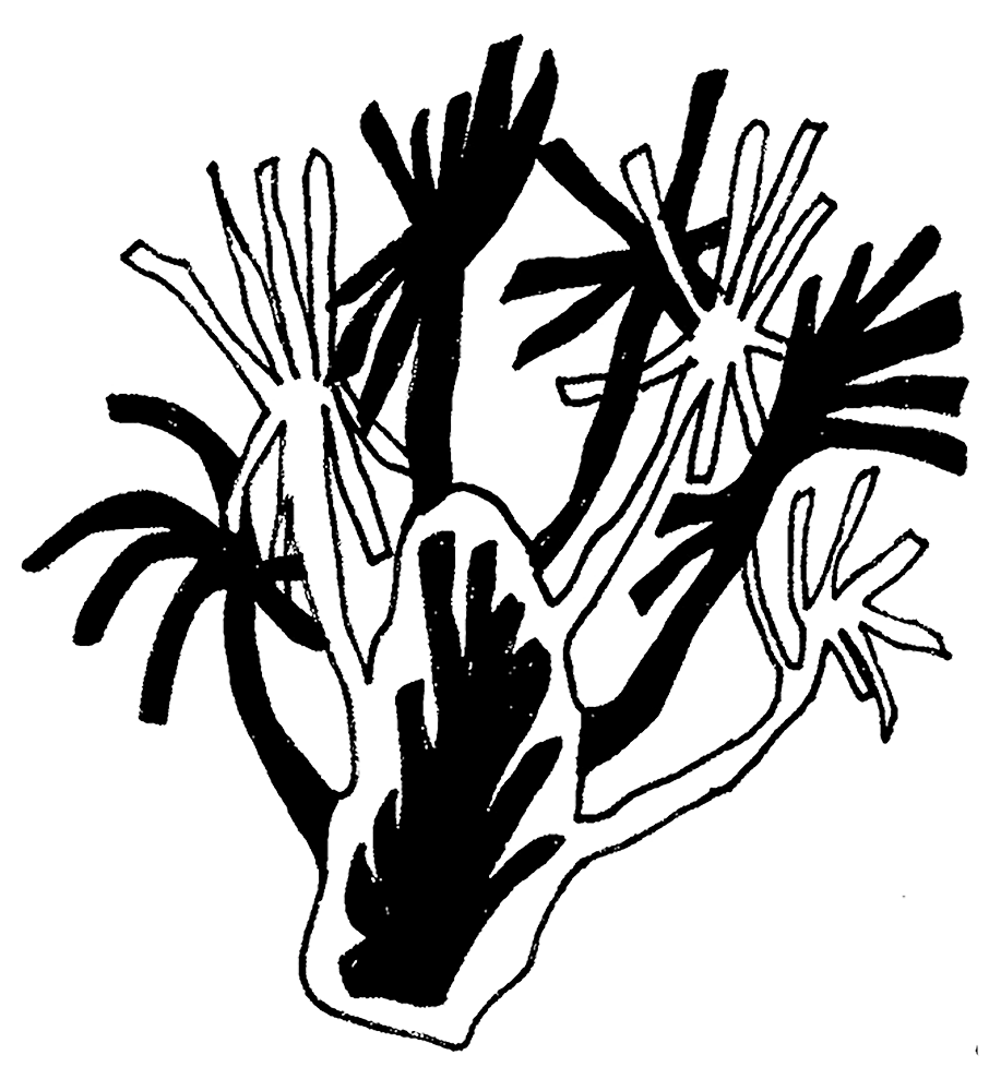 fenouil